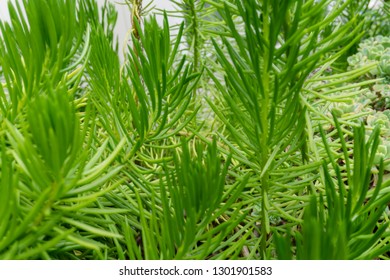 close up of plants