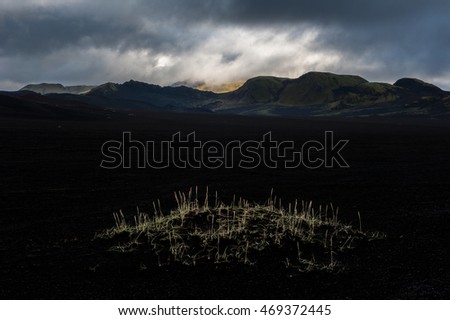 Close up of plants growing on a small mound of black soil, Landmannalaugar, Iceland.
