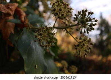 Close Up Of Plants In The Tahoe National Forest