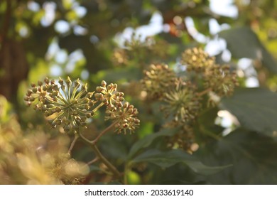 Close Up Of Plants In The Tahoe National Forest