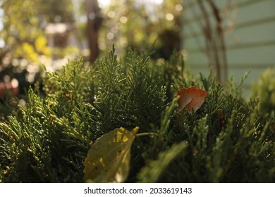 Close Up Of Plants In The Tahoe National Forest