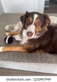 Close Up Playful Ears Perked Looking At Camera Australian Shepherd Mix Breed Dog Inside On Gray Dog Bed With Dog Toy