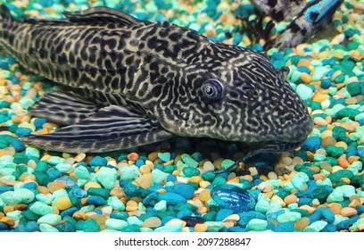 499 Plecostomus Stock Photos, Images & Photography | Shutterstock