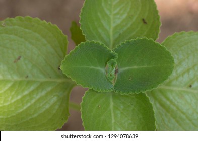 Close Up Of Plectranthus Argentatus.