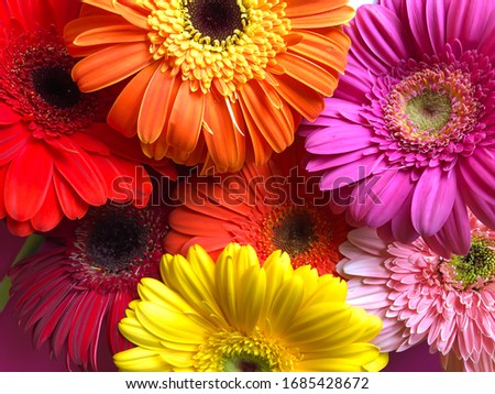Close up plenty yellow orange pink red gerbera daisy flowers on a bright pink background