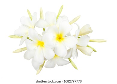 Close Up Of Plumeria Or Frangipani (Hawaiian Lei Flower). Top View Of Tropical Flowers, Hawaii, Bali (Indonesia), Shri-Lanka Tropical Necklace Flowers Isolated On White Background With Clipping Path