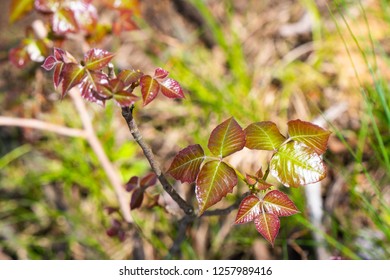 Close Up Of Poison Ivy Plant 