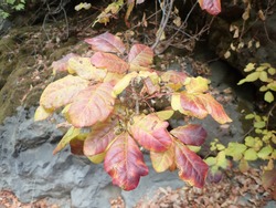 Close Up Of Poison Oak Plant In The Fall Time. Leaves If Three, Let Them Be. Plant Identification.