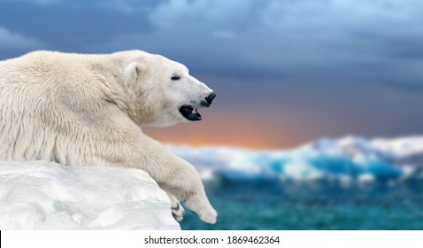 Close Polar Bear On A Melting Ice Floe In The Arctic Sea