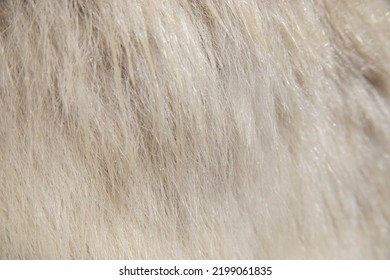 Close Up Of Polar Bear Pelt With Hairs.