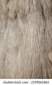 Close Up Of Polar Bear Pelt With Hairs.