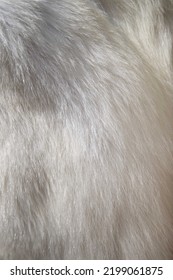 Close Up Of Polar Bear Pelt With Hairs.