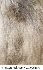 Close Up Of Polar Bear Pelt With Hairs.