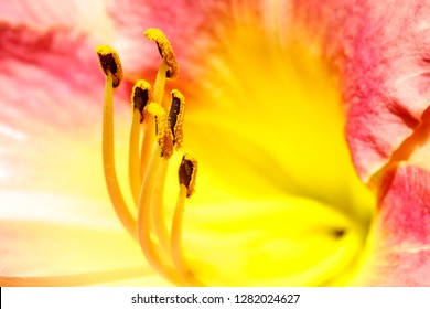 Close Up Pollen On Flower Stamen.