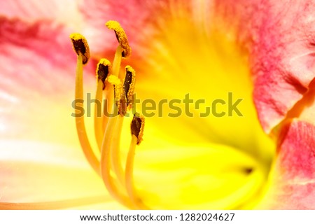 Close up pollen on flower stamen.