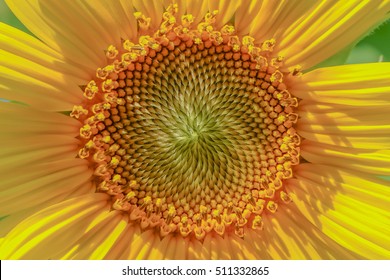 close up pollen sunflower 