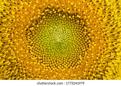 Close Up Pollen Sunflower Naturial Detail Texture Background 