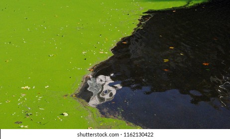 Image result for eutrophication