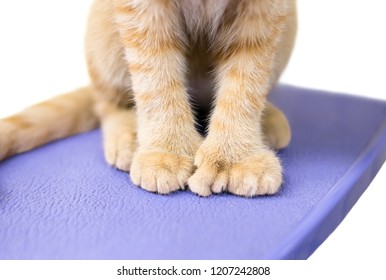 Close Up Of A Polydactyl Cat's Extra Toes