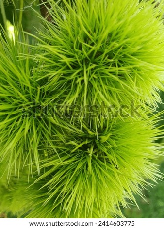 Close up of the pom pom like, spiky burrs of a cluster of chestnut capsules.  The slender, sharp, firm spikes are a vivid, bright green. Green background.