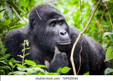 Close Up Of A Pondering Mountain Gorilla In Uganda