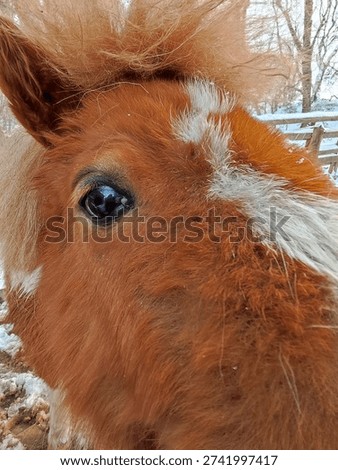 close up of a pony face