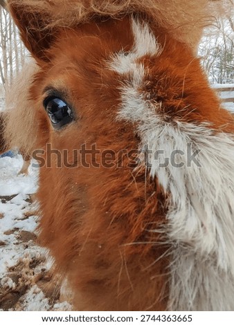 close up of a pony face