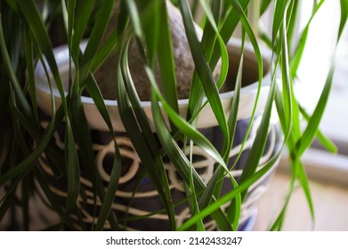 Close Up Of Ponytail Palm In The Plant Pot.