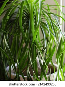 Close up of ponytail palm in the plant pot.