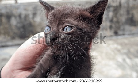 close up of a poor black kitten in the hands of someone who wants to adopt it