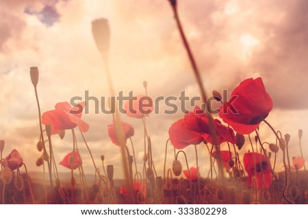Close up in poppy field and sun
