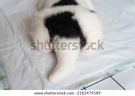 Similar – Image, Stock Photo colour harmony Animal Dog