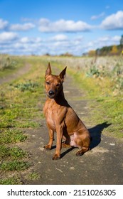 Close up portrait of an active dog. Brown miniature pinscher with cropped ears. The dog sits on the road in the field against the background of blue sky and clouds.