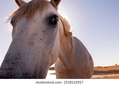 close up portrait of adorable horse with white fur - Powered by Shutterstock