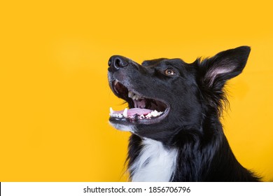 Close up portrait of a adorable purebred Border Collie smiling  looking up camera isolated over yellow wall background. Funny black and white dog showing tongue. - Powered by Shutterstock