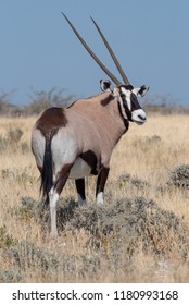 Close up portrait of adult gemsbok (oryx) antelope standing in yellow grass looking back at camera, Etosha National Park, Namibia - Shutterstock ID 1180993168