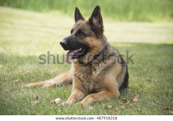 Close Portrait Adult German Shepherd Short Stock Photo Edit Now