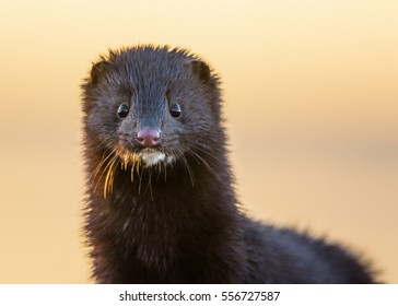 Close up portrait of the adult Mink in the sunrise light.