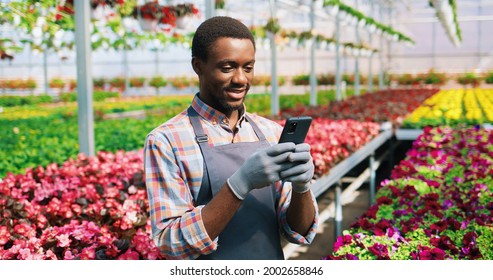 Close Up Portrait Of African American Young Handsome Joyful Male Gardener Standing At Work In Flower Warehouse And Texting Message On Smartphone Online. Greenhouse Worker, Floral Concept