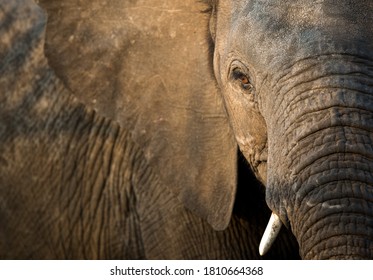 A Close Up Portrait Of An African Elephant Face And Skin Texture In Golden Light, Greater Kruger National Park, South Africa