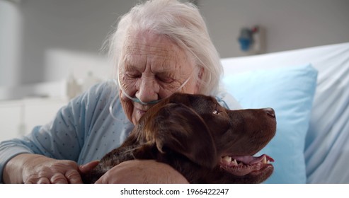 Close Up Portrait Of Aged Woman Patient Hugging And Stroking Dog In Clinic Room. Senior Ill Woman With Oxygen Tube Resting In Hospital Bed With Brown Labrador