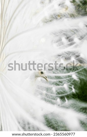 Similar – Image, Stock Photo Peacock doing a wheel, back view