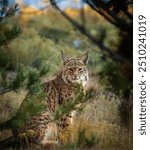 Close up portrait of an alert bobcat sitting in the grass behind trees in the early morning autumn light and colors 