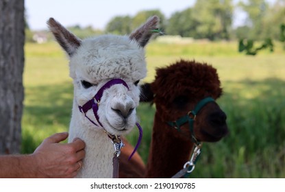 Close Up Portrait Of Alpaca Outdoors. Fluffy Farm Animals On A Walk. Sunny Summer Day In Europe. 