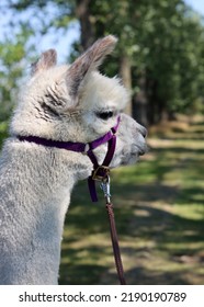 Close Up Portrait Of Alpaca Outdoors. Fluffy Farm Animals On A Walk. Sunny Summer Day In Europe. 