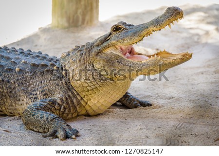 Close up portrait of an American Alligator waiting to be fed with its mouth wide open showing its powerful jaw and sharp teeth. Everglades National Park, Florida.