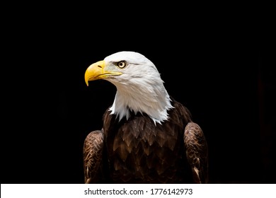 Close up portrait of American bald eagle with black background