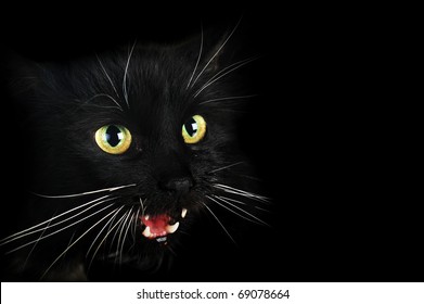 Close Up Portrait Of Angry  Black Cat