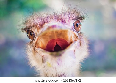 Close up portrait of angry funny ostrich animal looking at camera with open mouth. Head of camel exotic bird (Struthio camelus) in national park. Nature background. Selected focus
