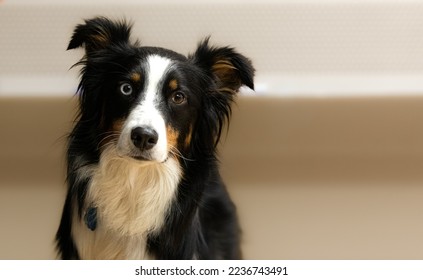 Close portrait of an Australian Shepherd tilting its head and looking attentively at the camera. - Shutterstock ID 2236743491